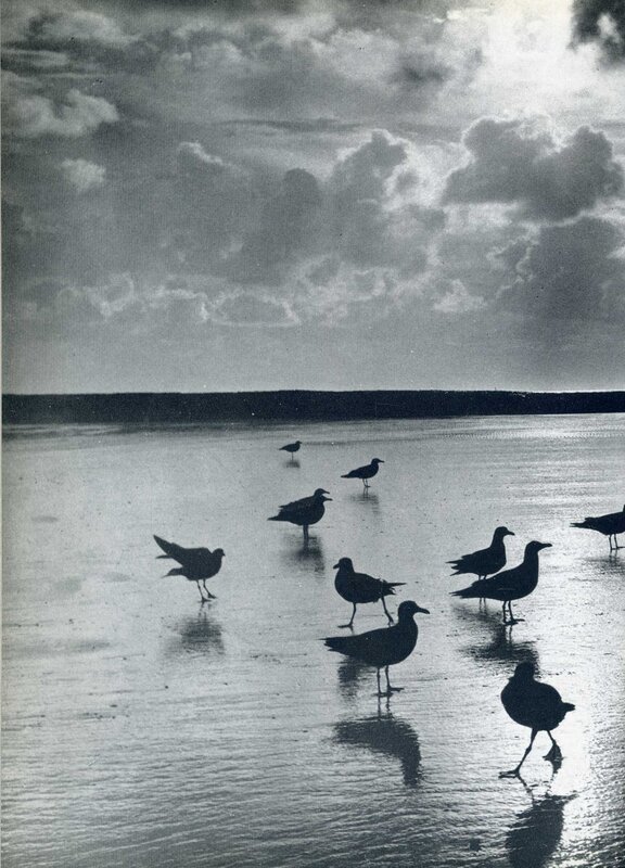Seagulls on a wet beach