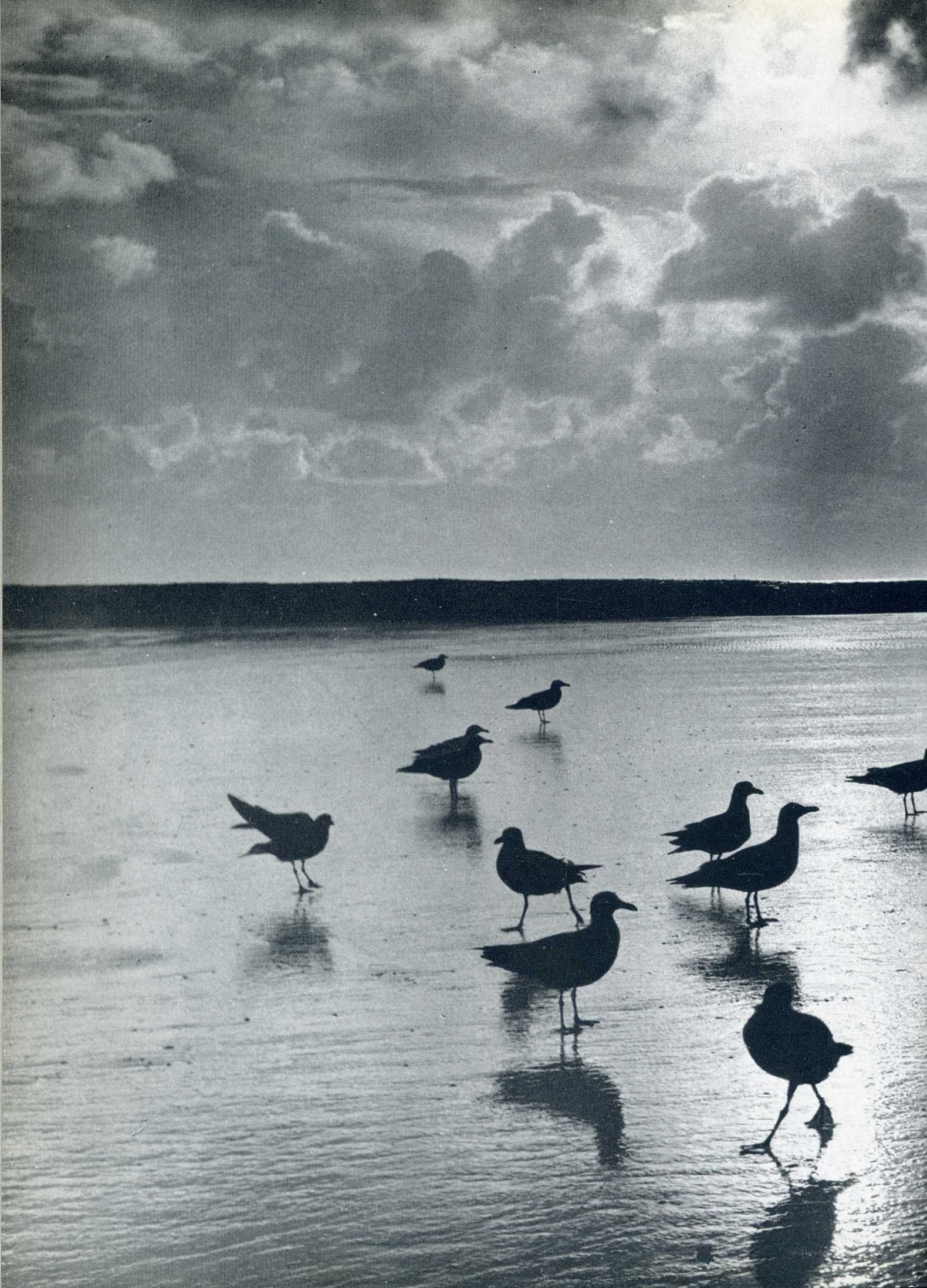 Seagulls on a wet beach