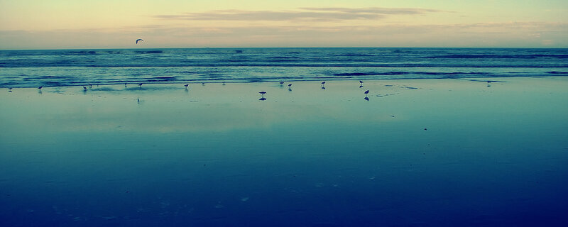 Seagulls on a wet beach