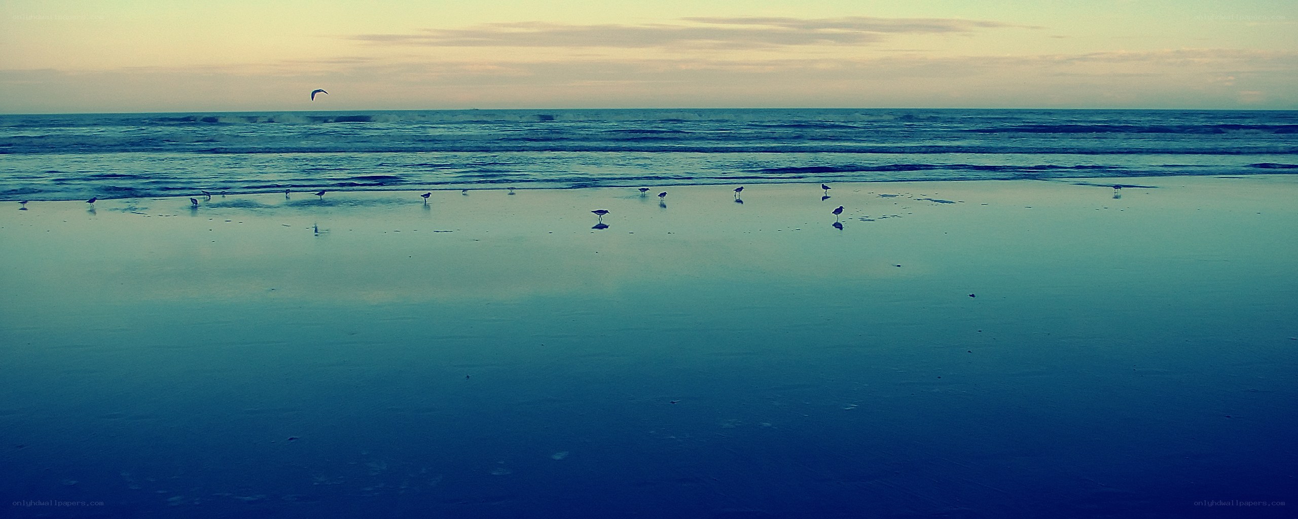Seagulls on a wet beach