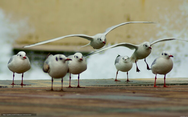 Seagulls on a wet surface