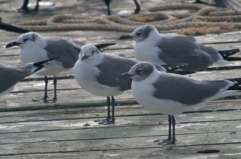 seagulls on a wooden dock