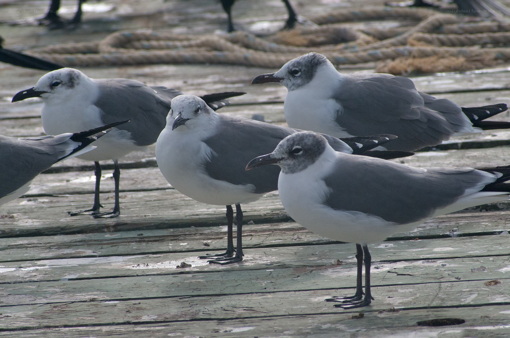 seagulls on a wooden dock