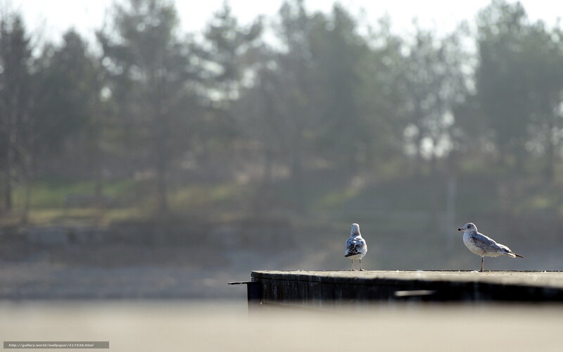Seagulls on a wooden dock