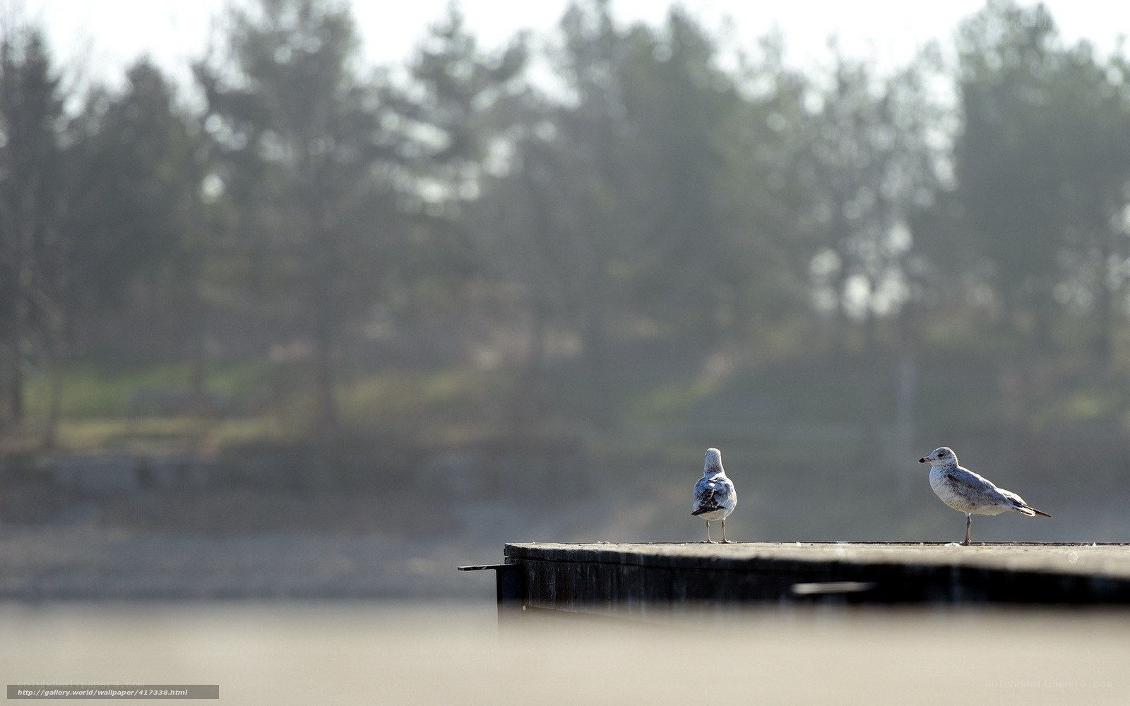 Seagulls on a wooden dock