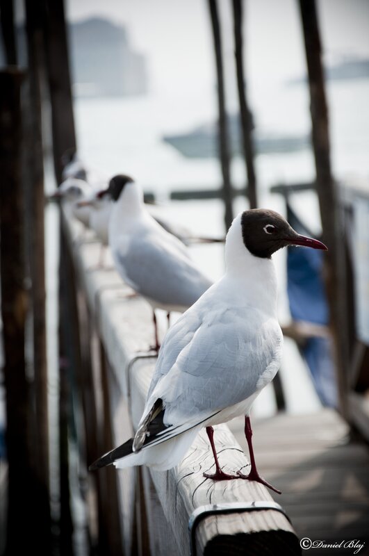 Seagulls on a wooden pier