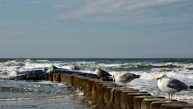 Seagulls on a wooden pier