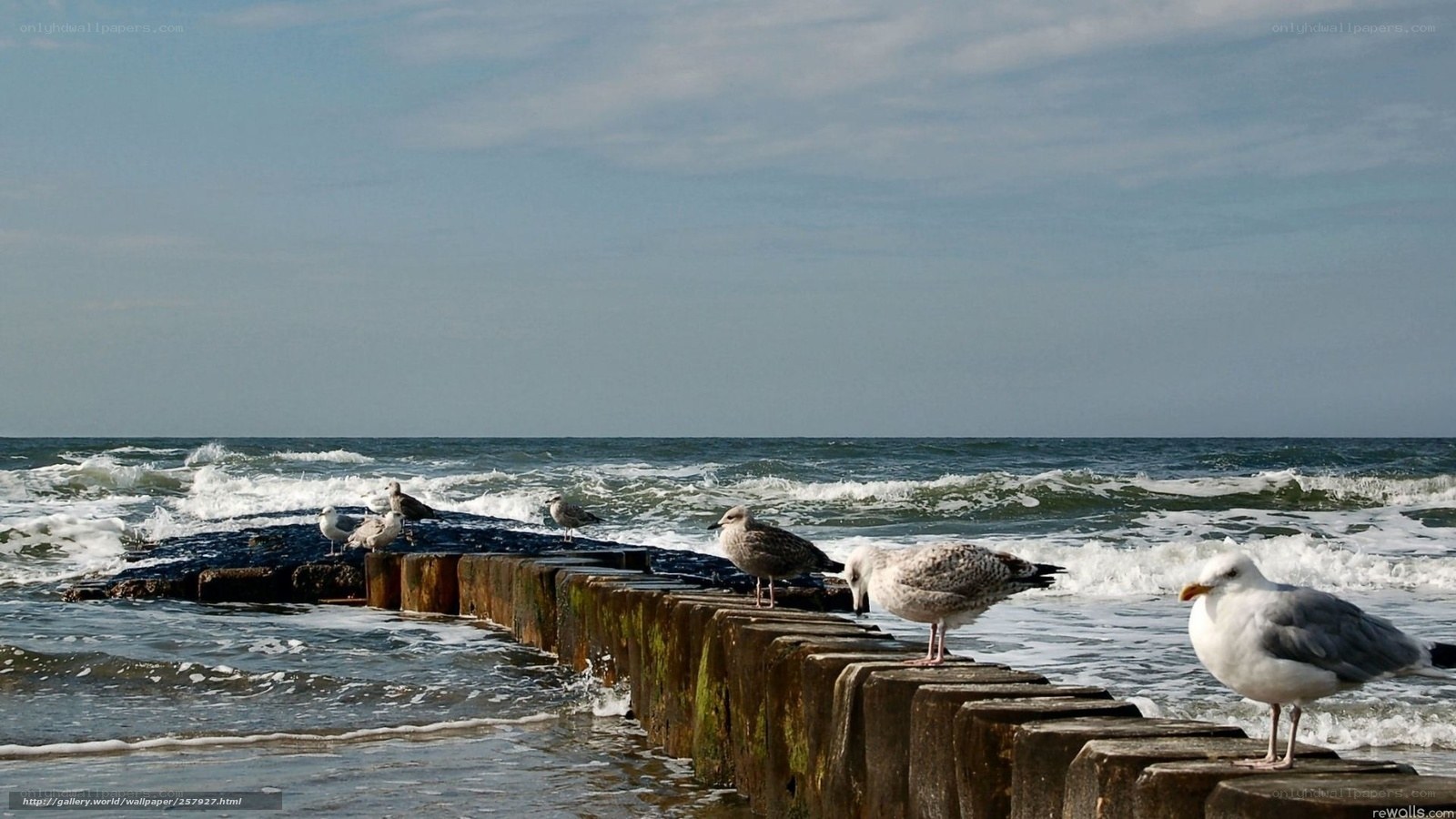 Seagulls on a wooden pier
