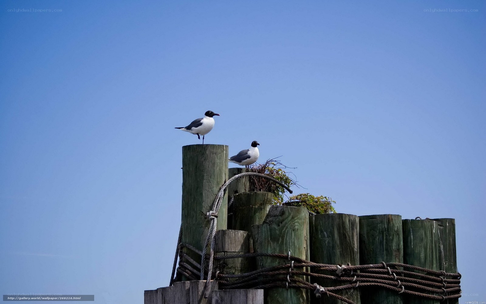 Seagulls on a wooden post