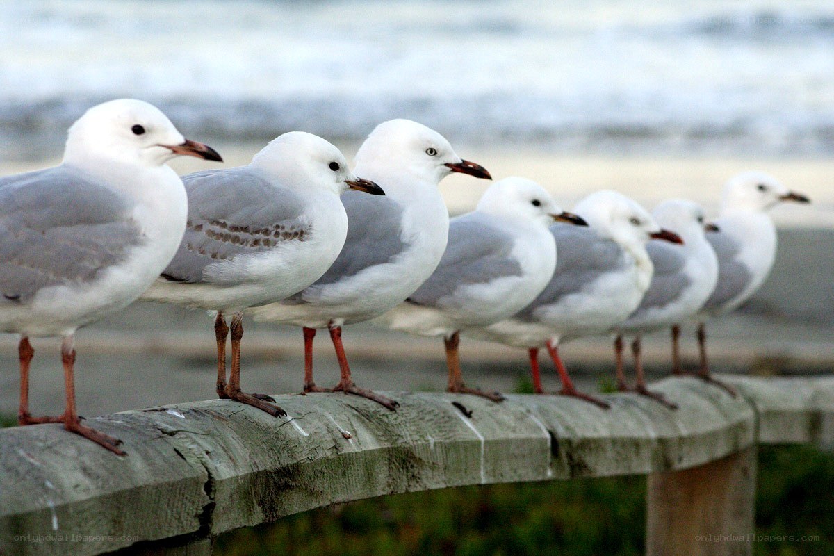 Seagulls on a wooden railing