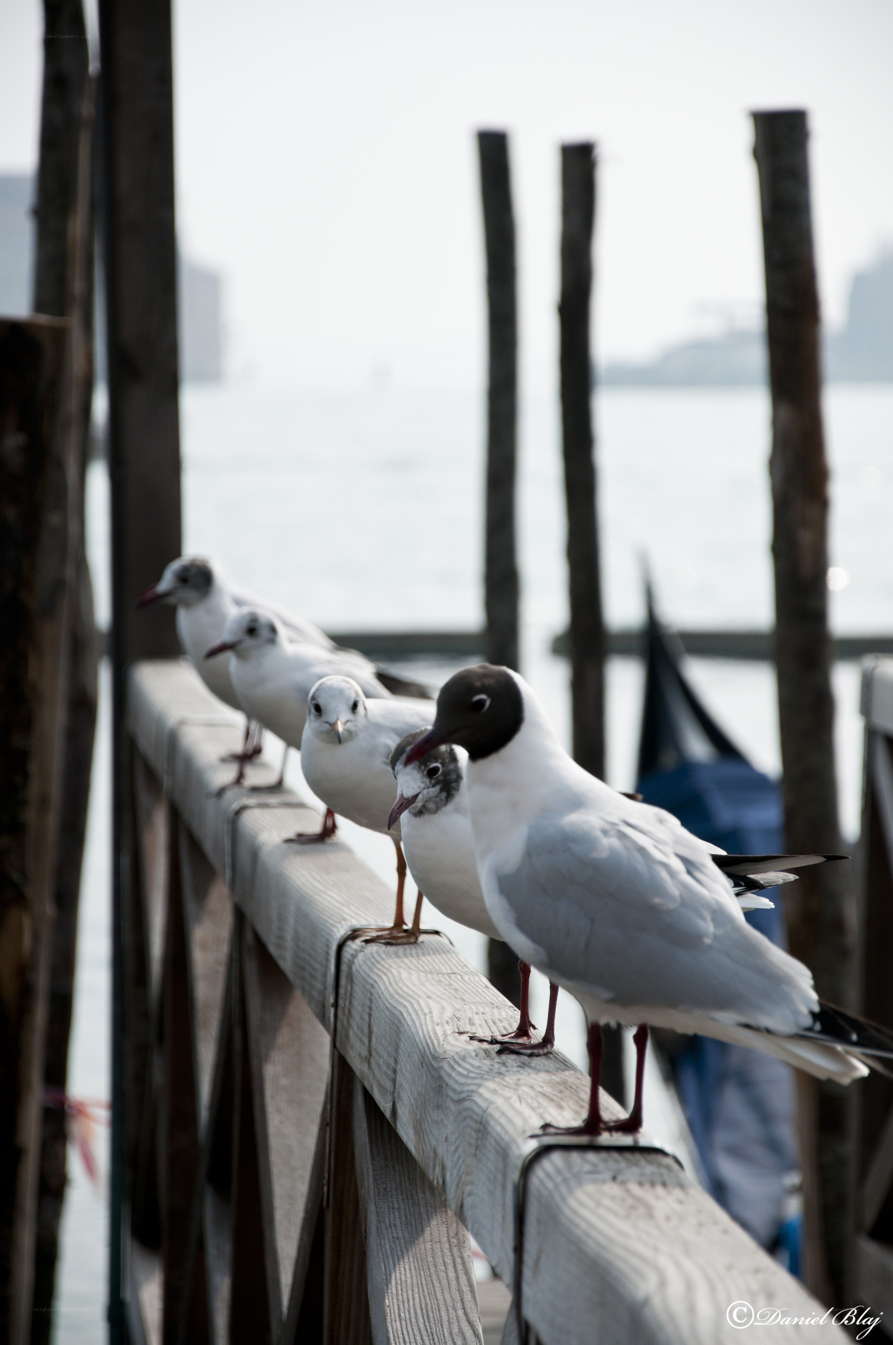 Seagulls on a wooden railing