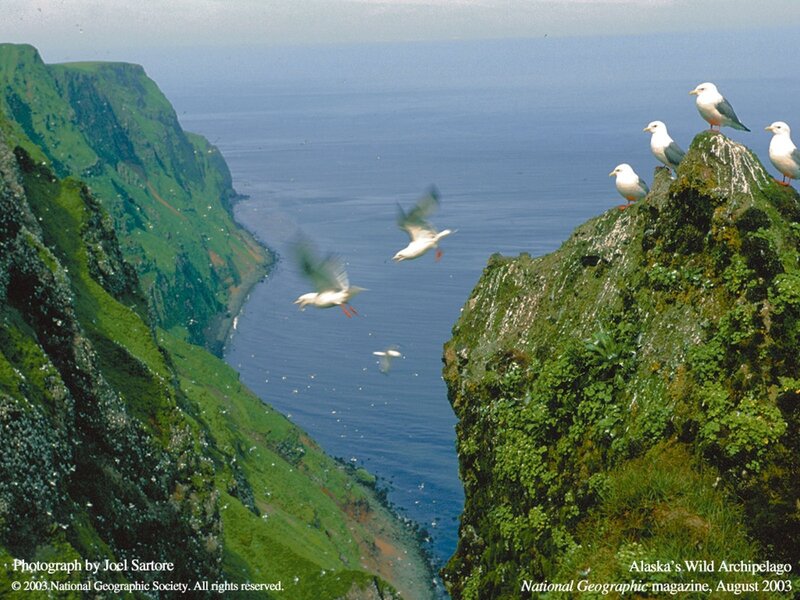 Seagulls on Alaskan Cliffs