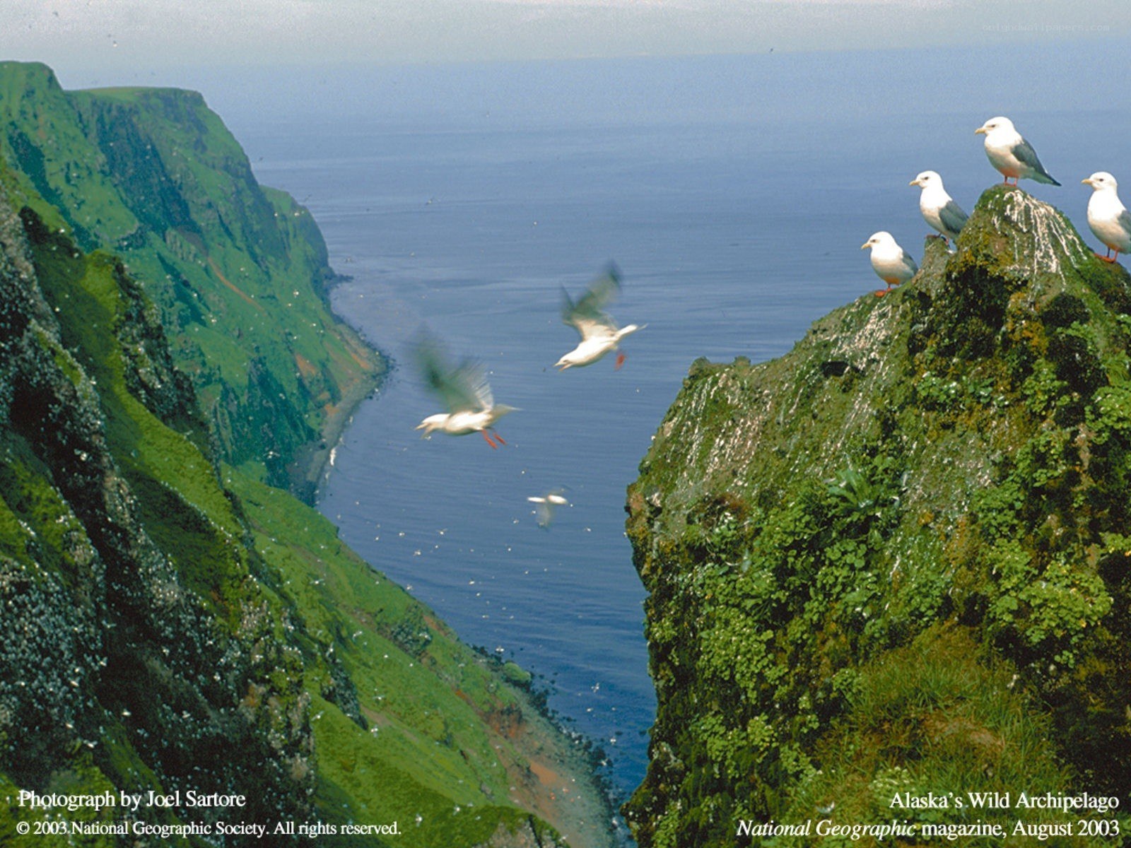 Seagulls on Alaskan Cliffs