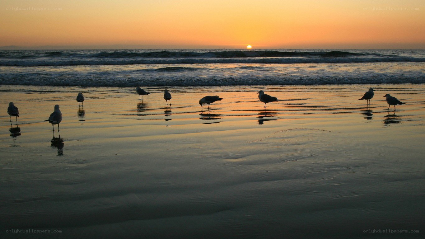 Seagulls on beach at sunset