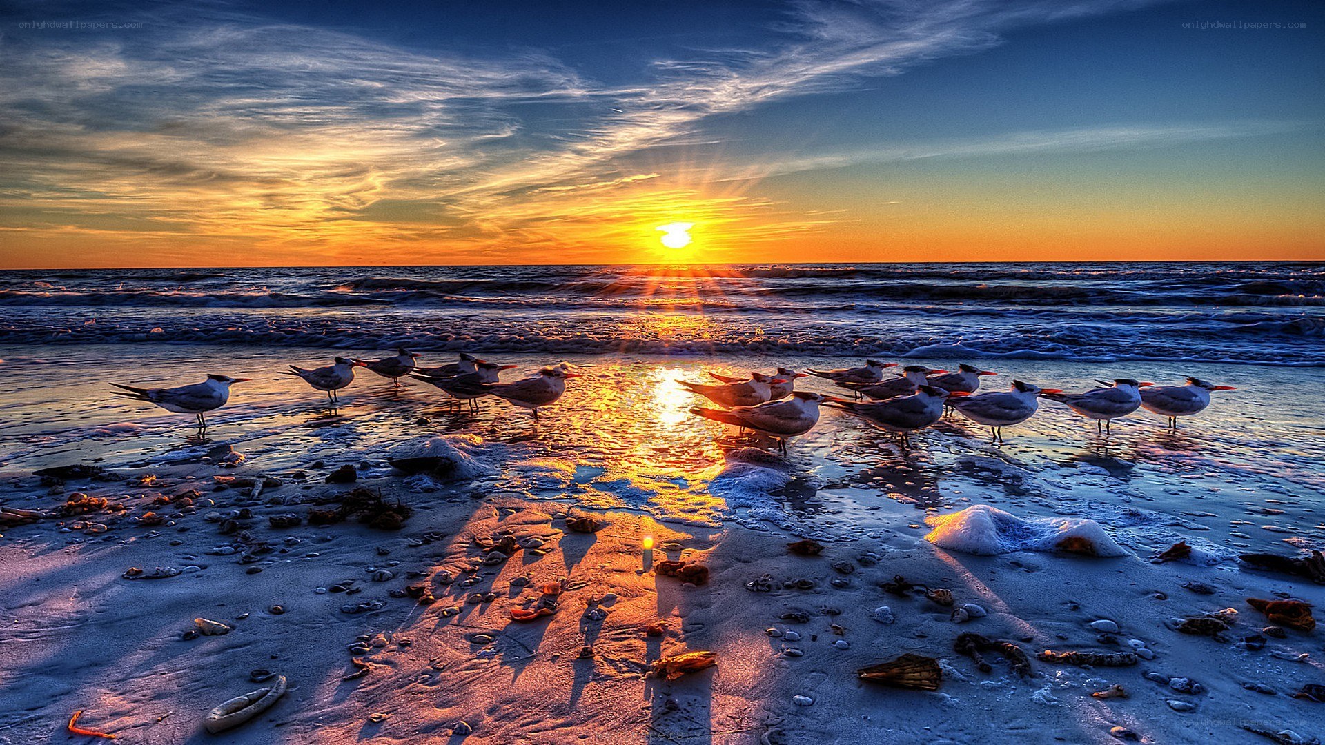Seagulls on beach at sunset