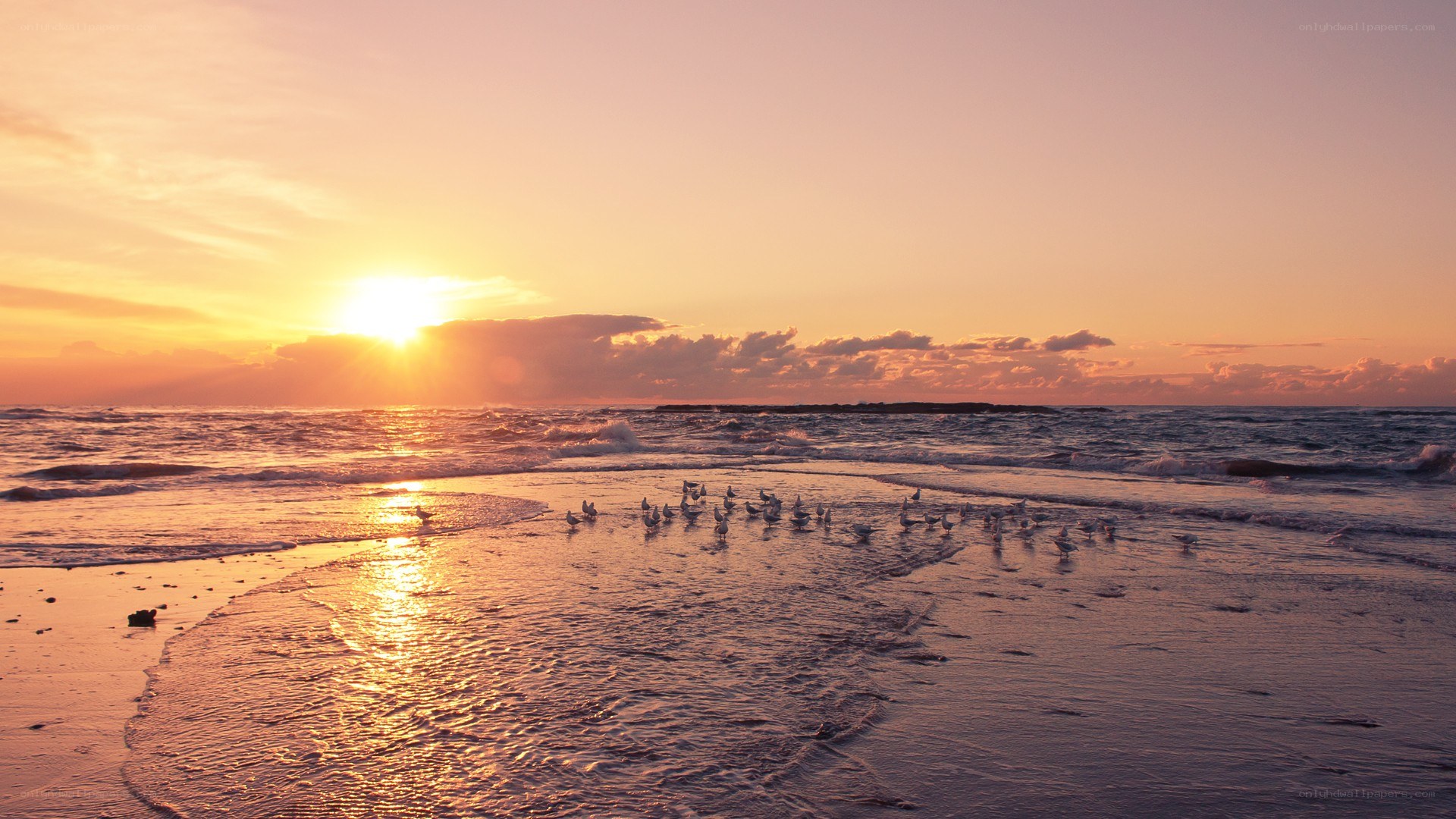 Seagulls on beach at sunset