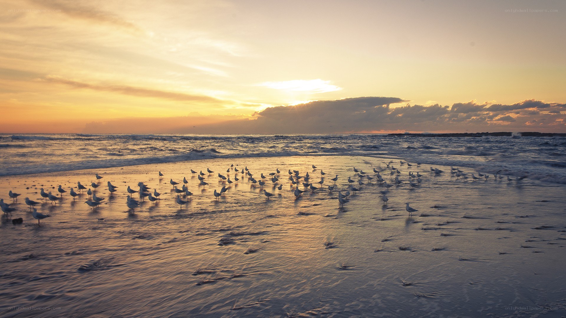 Seagulls on beach at sunset
