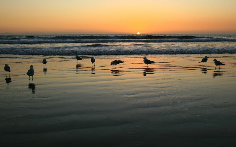Seagulls on beach at sunset