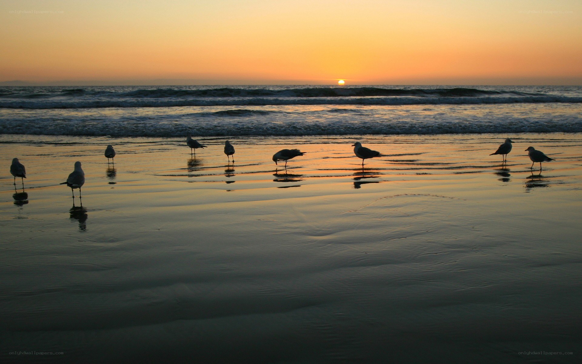 Seagulls on beach at sunset
