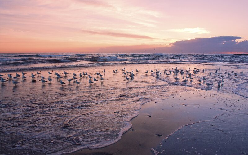 Seagulls on beach at sunset