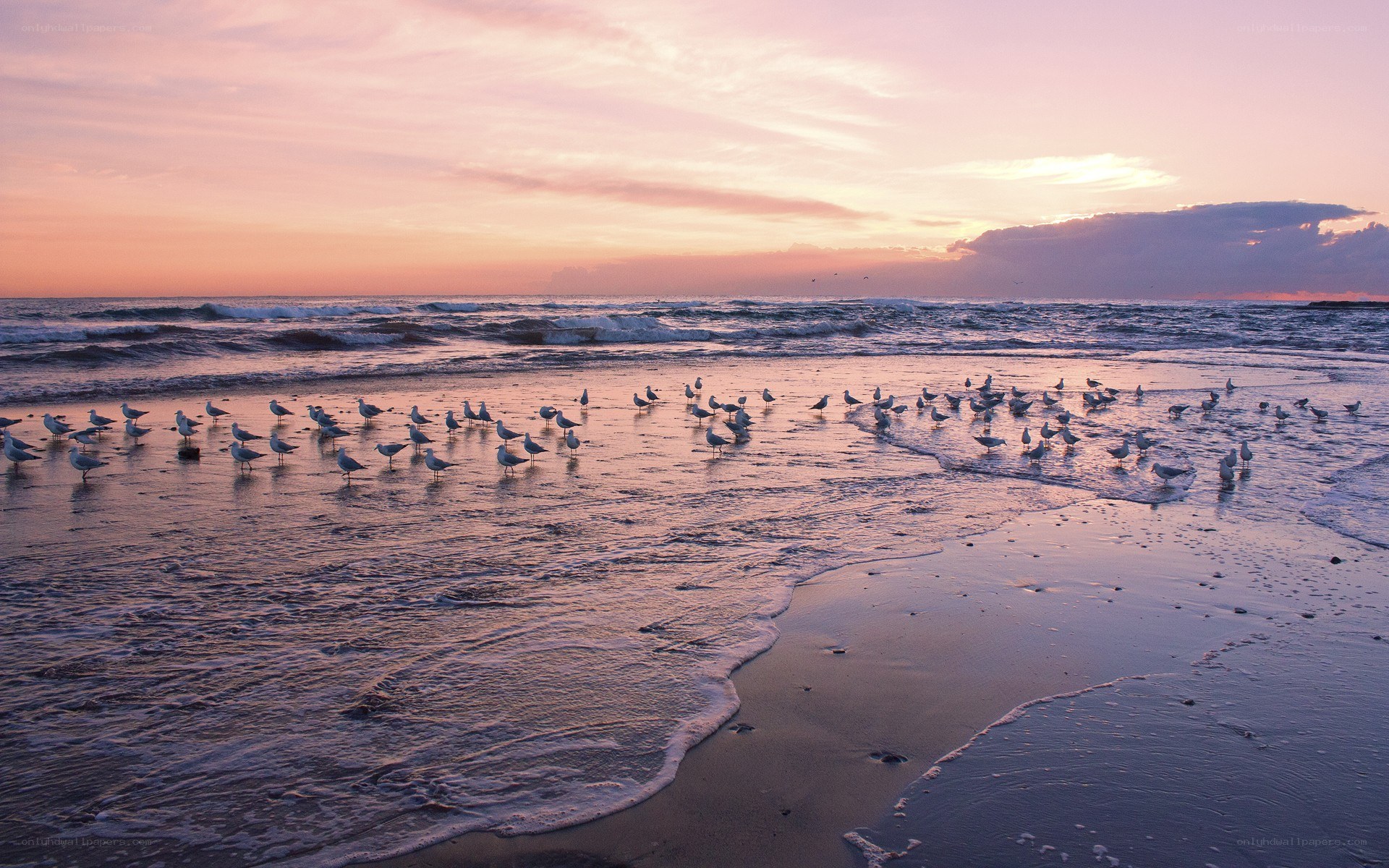 Seagulls on beach at sunset