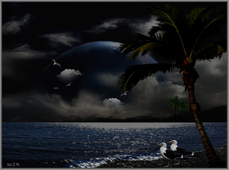 Seagulls on Beach — Black, Dramatic, Night