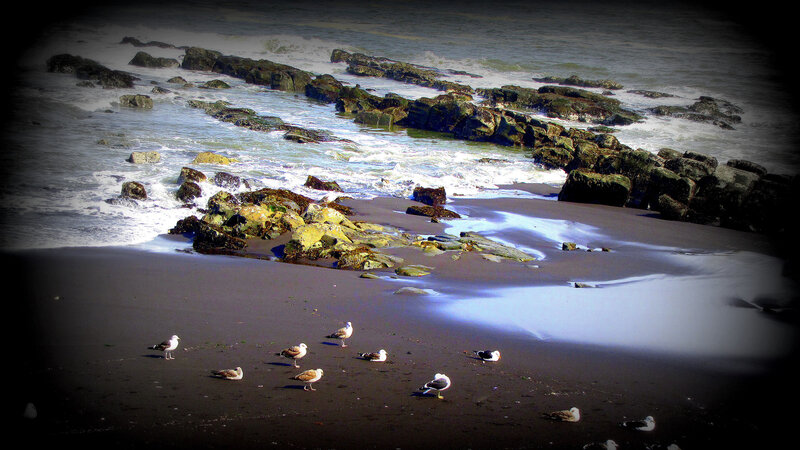 Seagulls on Beach — Black, Dramatic