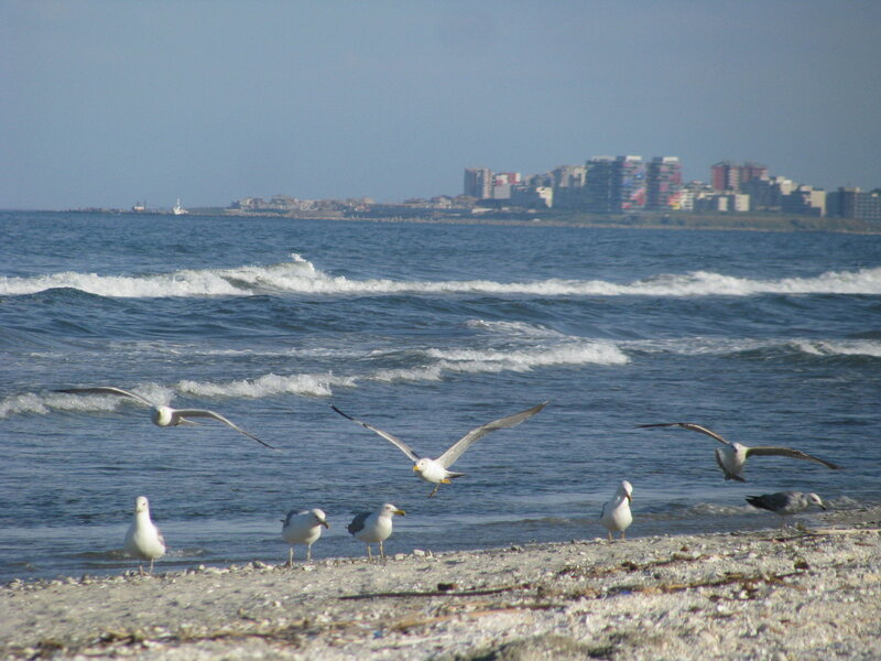 Seagulls on Beach — Blue, Calm, Afternoon, Photograph, Ocean, City Skyline