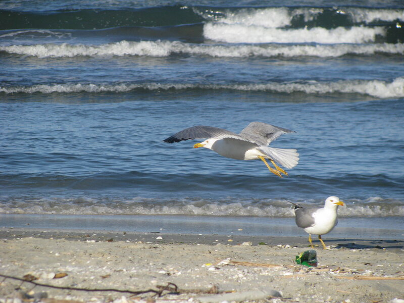 Seagulls on Beach — Blue, Calm, Afternoon, Photograph, Ocean, Sand, Waves