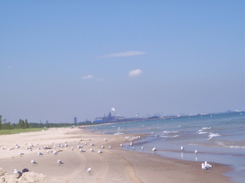 Seagulls on Beach — Blue, Calm, Afternoon, Photograph