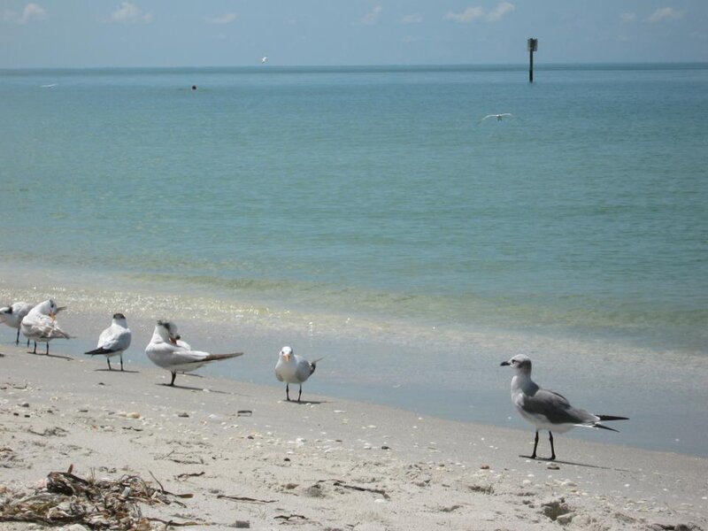 Seagulls on Beach — Blue, Calm, Afternoon