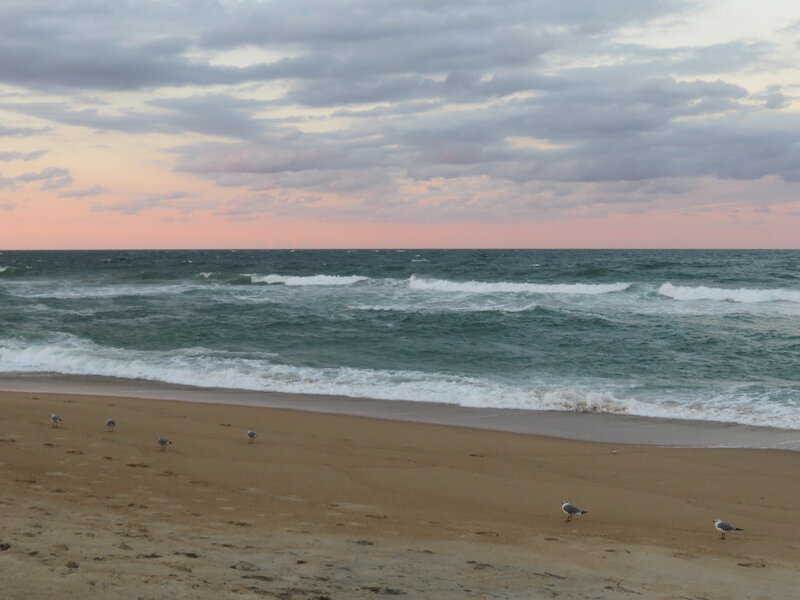 Seagulls on Beach — Blue, Calm, Sunset
