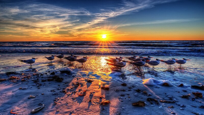 Seagulls on Beach — Blue, Dramatic, Sunset