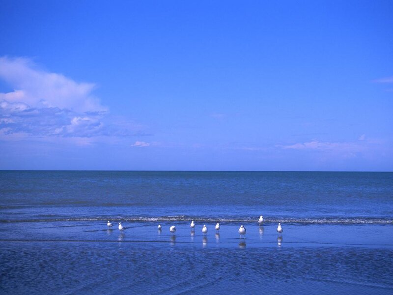 Seagulls on Beach — Blue, Serene, Afternoon