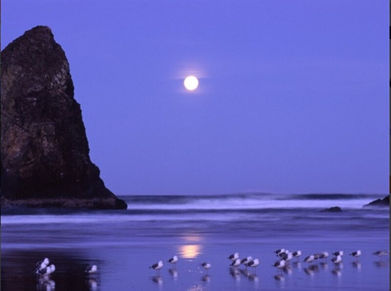 Seagulls on Beach — Blue, Serene, Night
