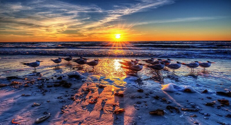 Seagulls on Beach — Blue, Serene, Sunset