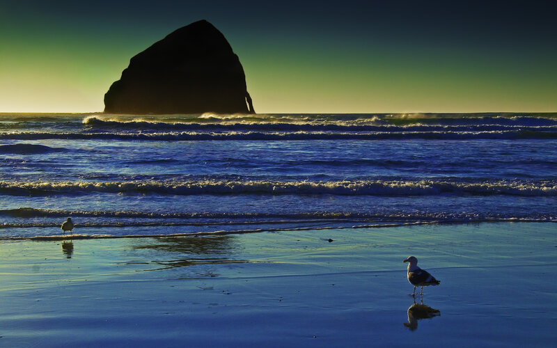 Seagulls on Beach — Blue, Serene