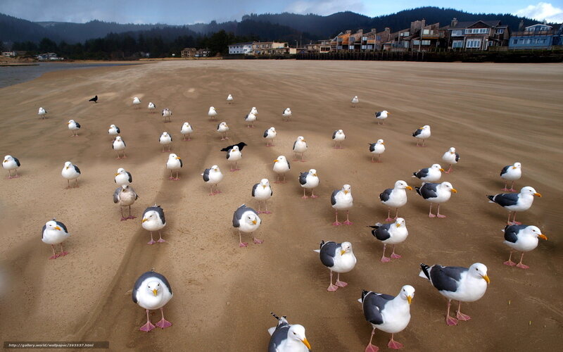 Seagulls on Beach — Brown, Calm