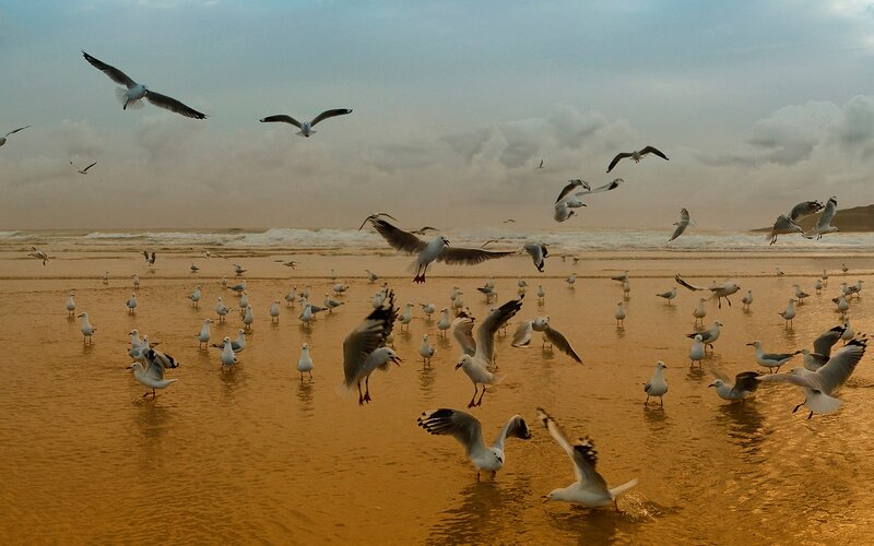 Seagulls on Beach — Brown