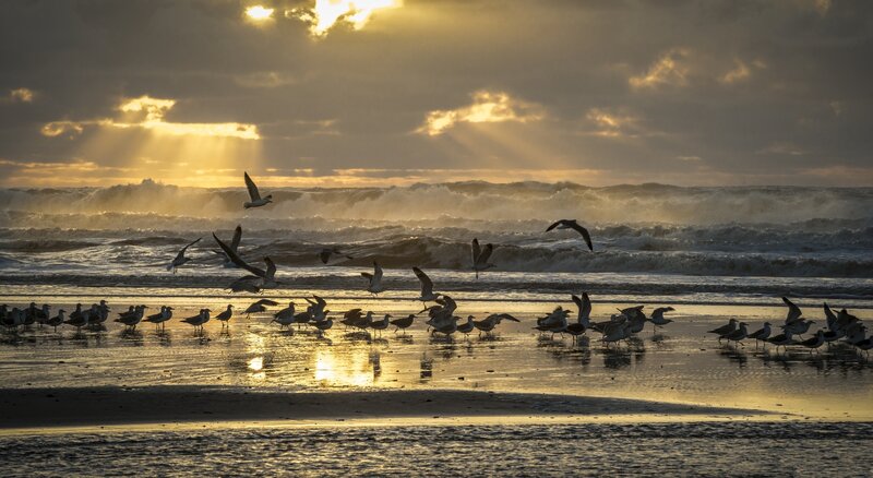 Seagulls on Beach — Gold, Dramatic, Sunset