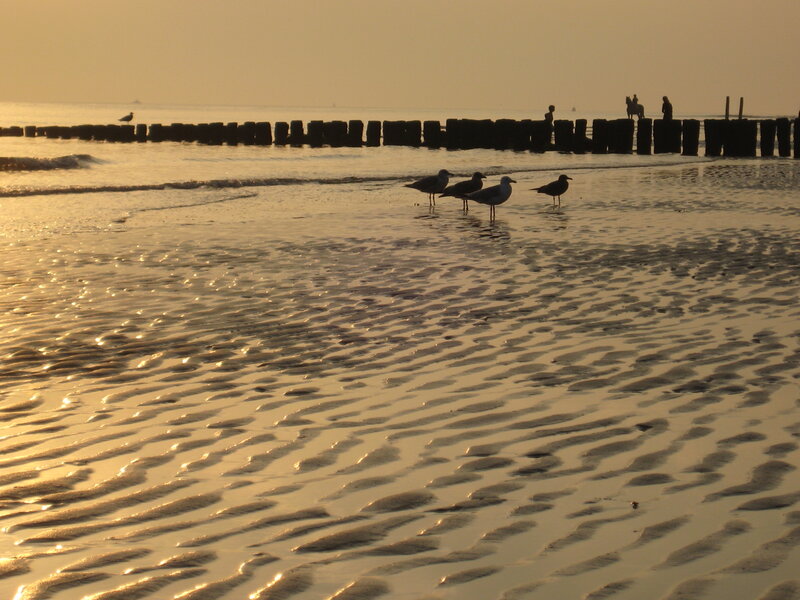 Seagulls on Beach — Gold, Serene