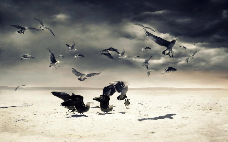 Seagulls on Beach — Gray
