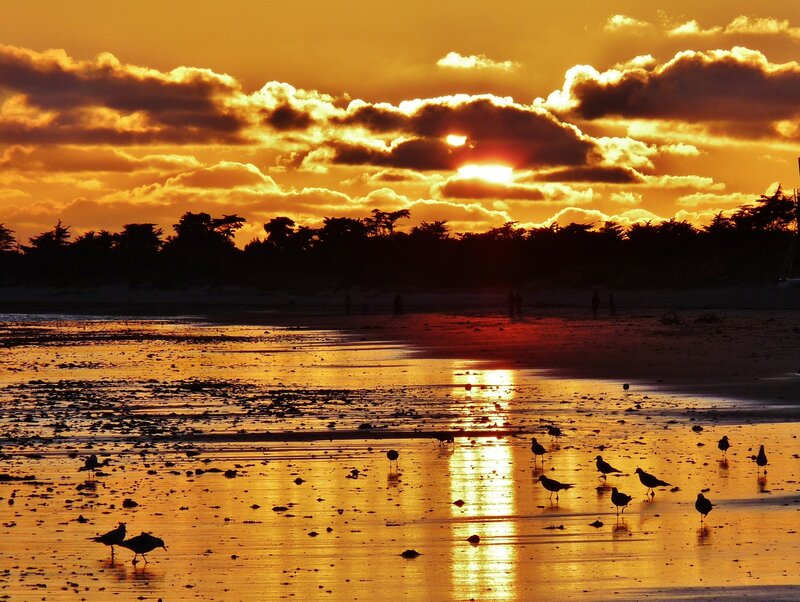 Seagulls on Beach — Orange, Dramatic, Sunset