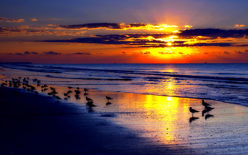 Seagulls on Beach — Orange, Dramatic