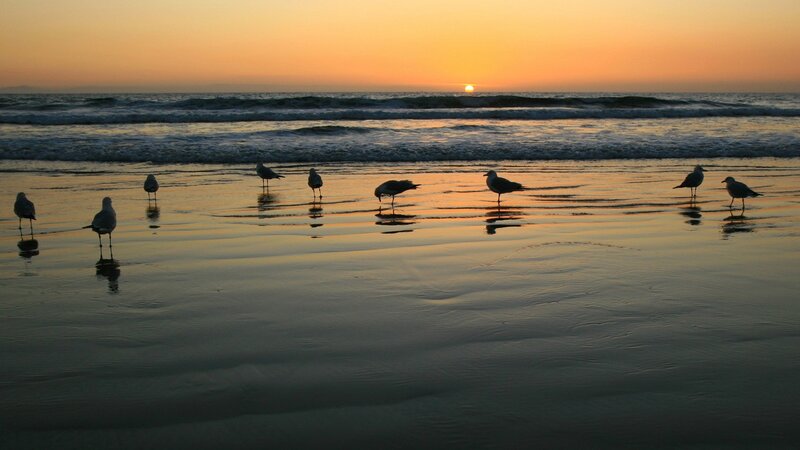 Seagulls on Beach — Orange, Serene, Sunset, Photograph, Ocean, Sand, Yellow, Black