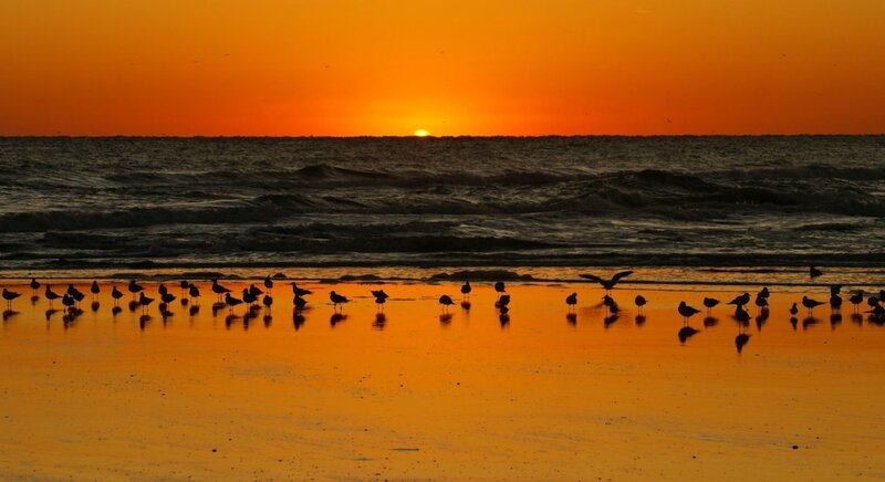 Seagulls on Beach — Orange, Serene, Sunset, Photograph, Ocean