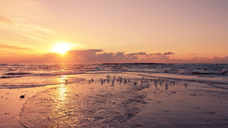 Seagulls on Beach — Orange, Serene, Sunset, Photograph, Sun, Ocean, Clouds