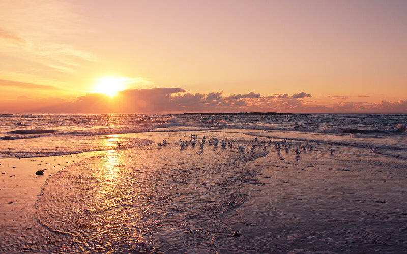 Seagulls on Beach — Orange, Serene, Sunset, Photograph, Sun
