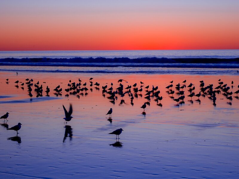 Seagulls on Beach — Orange, Serene, Sunset