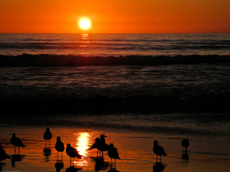 Seagulls on Beach — Orange, Serene